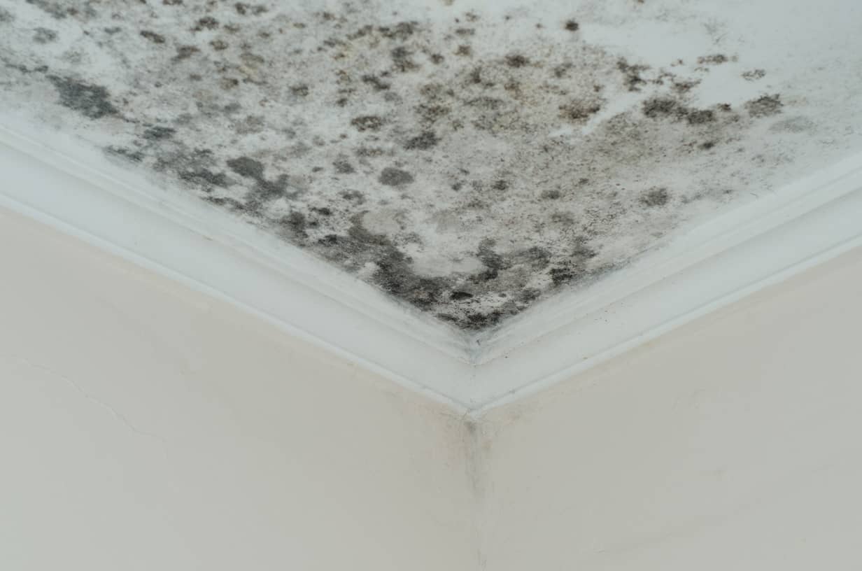 Does Alcohol Kill Mold? Bentley Home Inspections