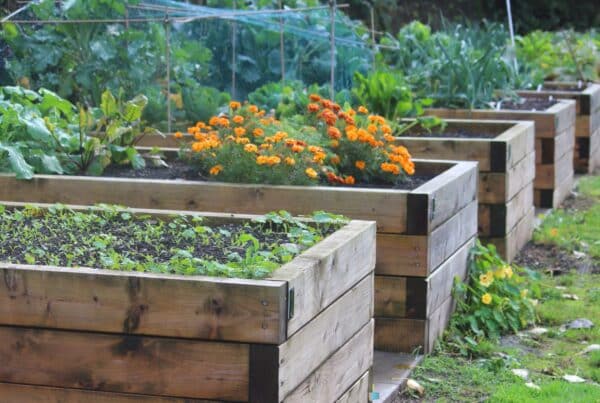 Garden Bed