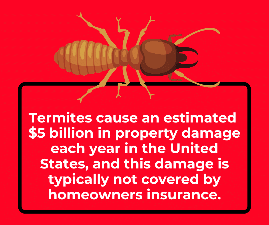 termite stat