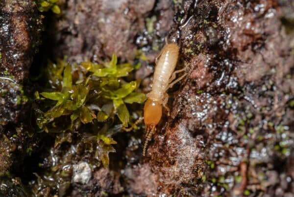 best termite treatment