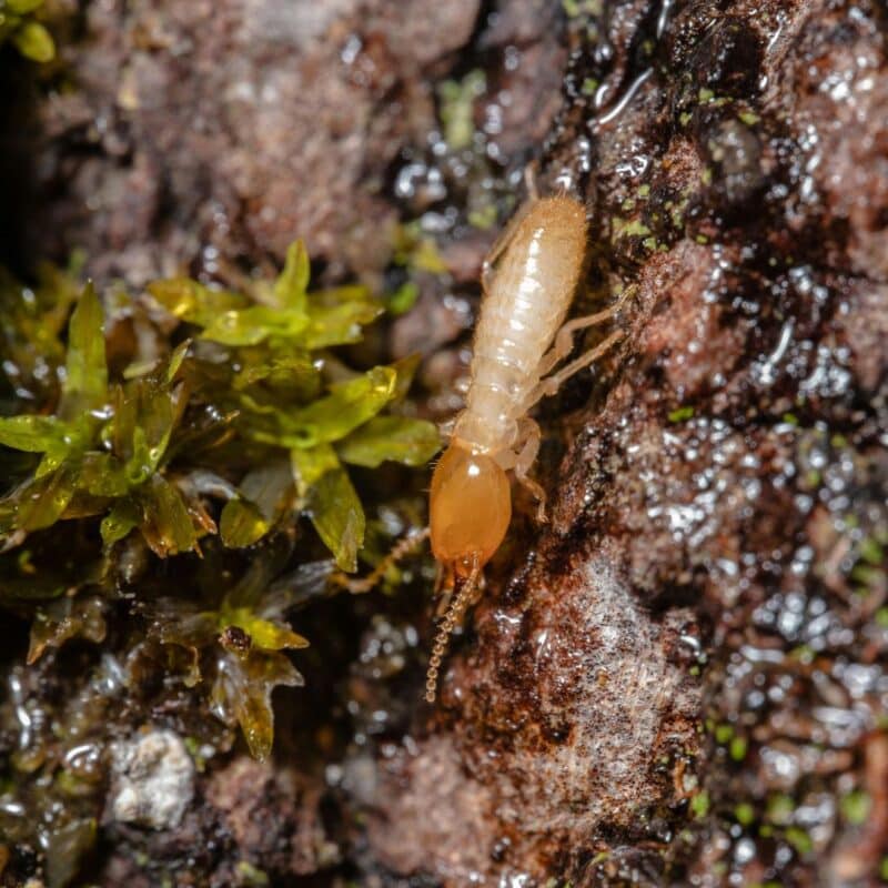 best termite treatment