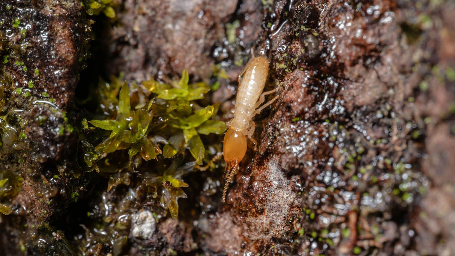 best termite treatment