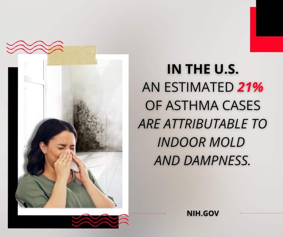 mold and indoor air quality