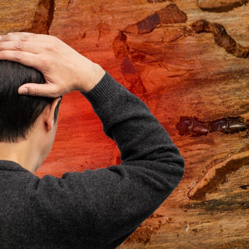 How Inspectors Spot Termite Holes During an Inspection