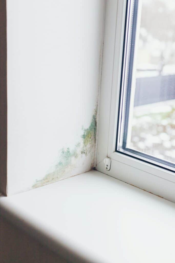 Green and yellow mold growth spreads across the corner of a white wall where it meets a window frame