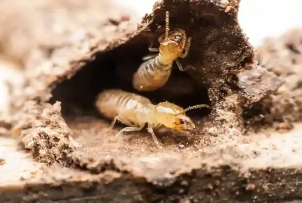 Termite Inspection in Tennessee